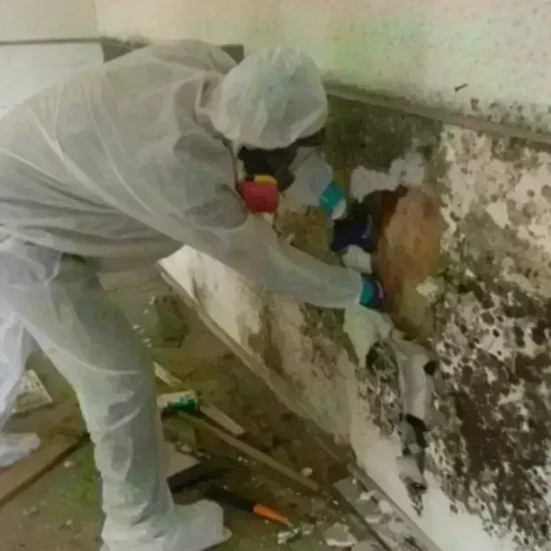 Mold Remediation and Removal in Jackson County, MI